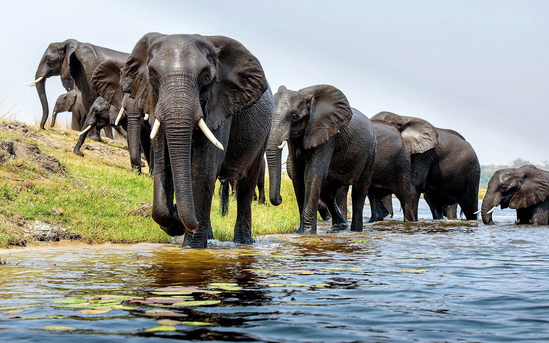 A photo of a herd of elephants